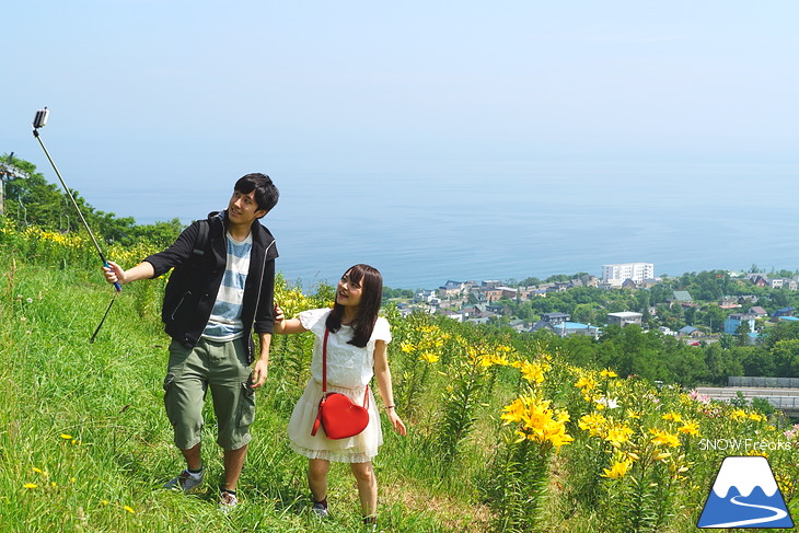 北海道最大級、213万輪のゆりの花！『オーンズ春香山ゆり園』